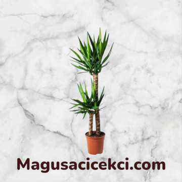 Yucca Çiçeği