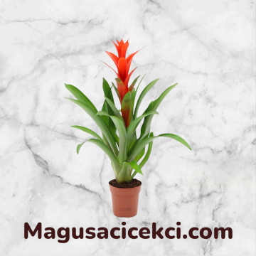 Kırmızı Guzmania