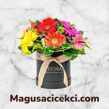 Kutuda Gerbera