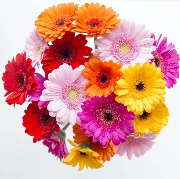 Gerbera