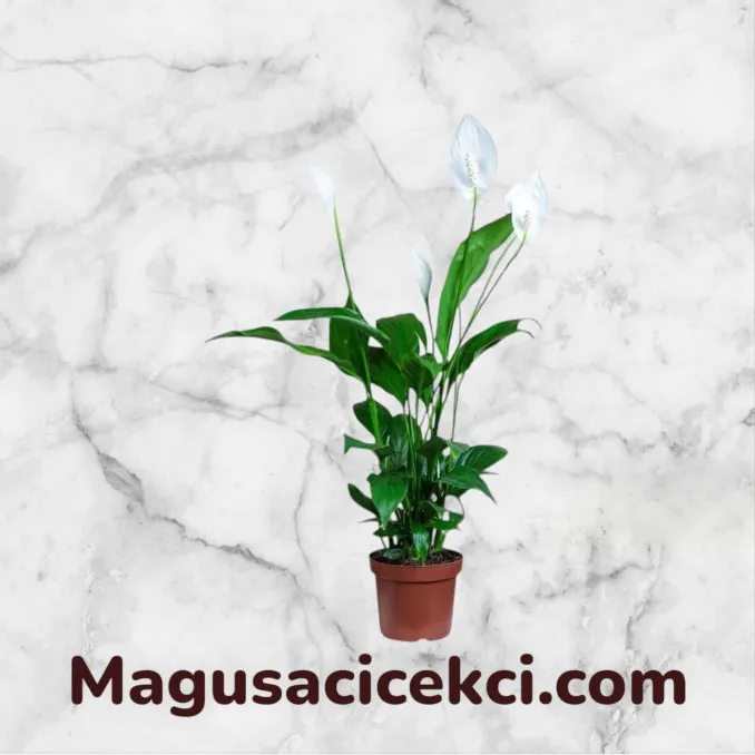 Beyaz Spatifilyum Çiçeği