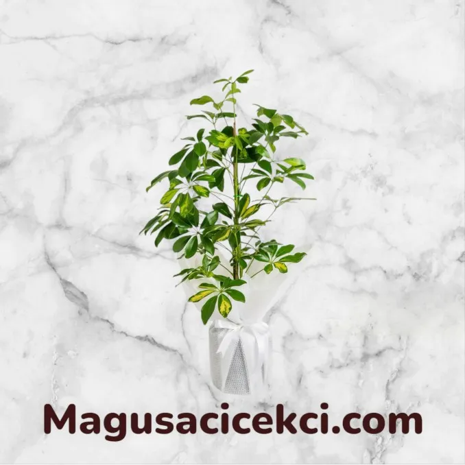 Schefflera (Şeflera) Bitkisi Schefflera (Şeflera) Bitkisi