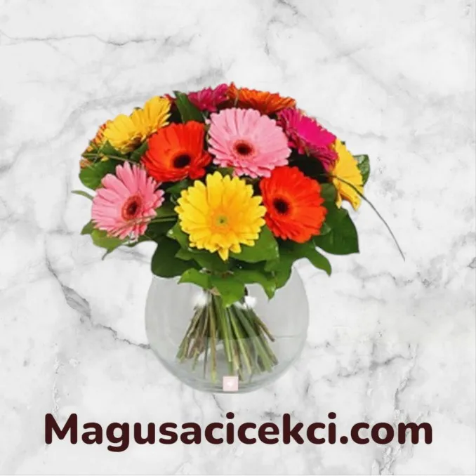 Fanusta Gerbera
