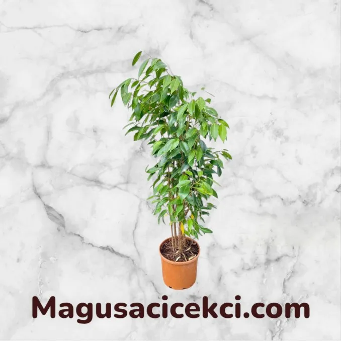 Ficus Benjamin
