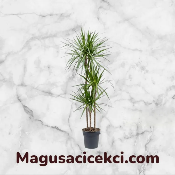Dracena Marginata Dracena Marginata