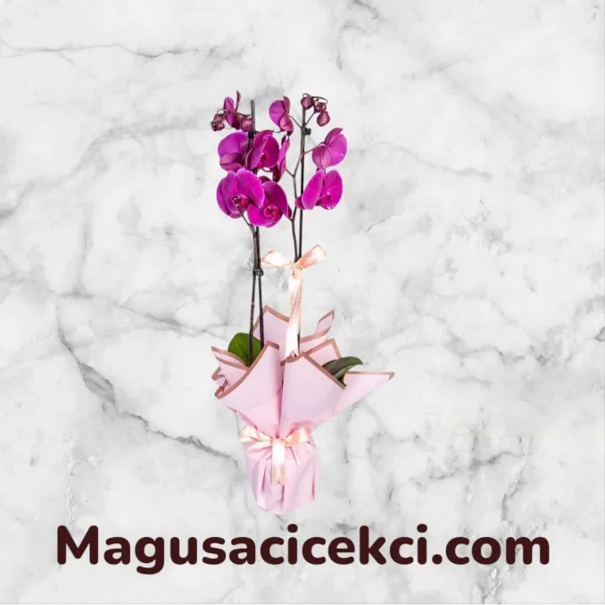 Çift Dallı Mor Orkide