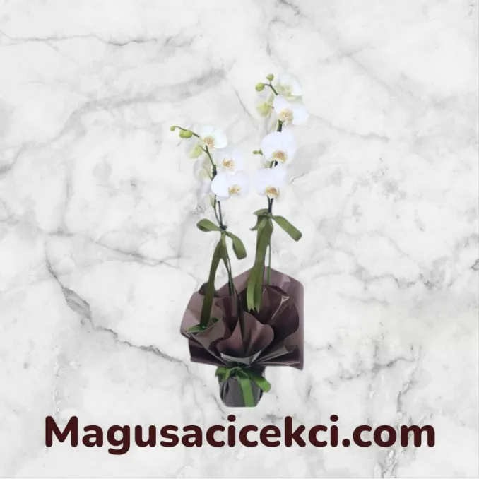 Çift Dallı Beyaz Orkide