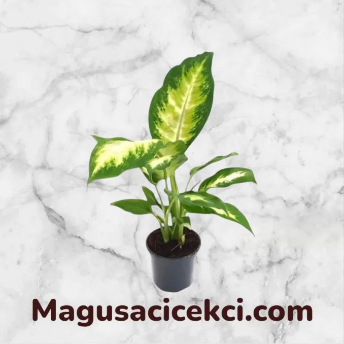 Dieffenbachia Camilla