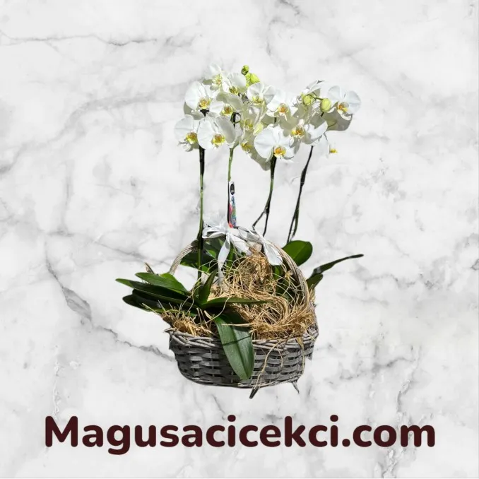 Sepette 4 Dal Beyaz Orkide