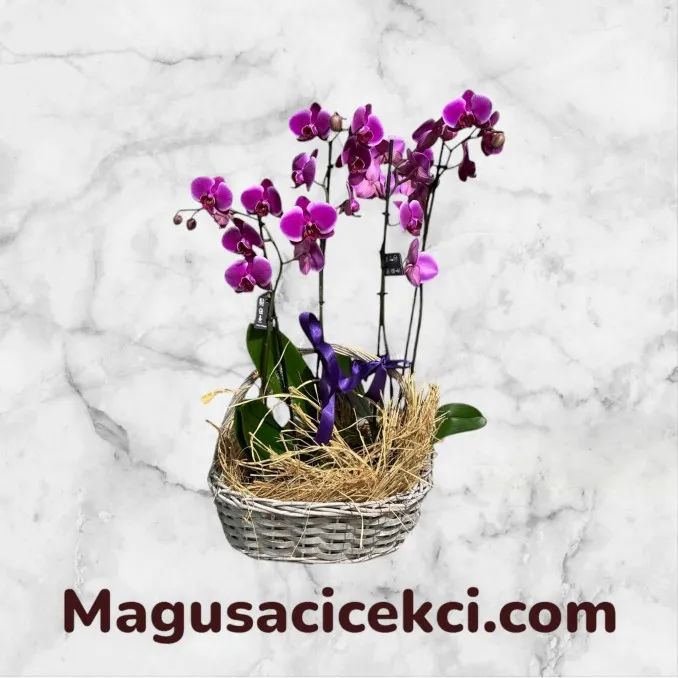 Sepette 4 Dal Mor Orkide